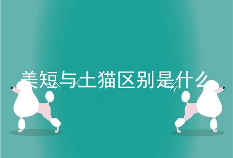 美短与土猫区别是什么