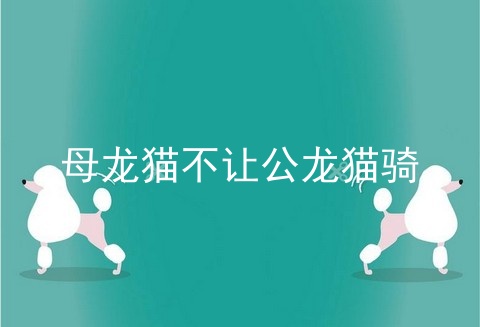 母龙猫不让公龙猫骑