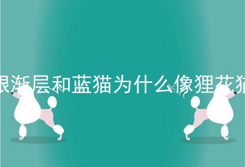 银渐层和蓝猫为什么像狸花猫