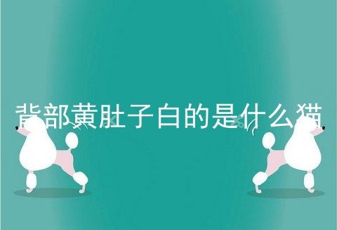 背部黄肚子白的是什么猫
