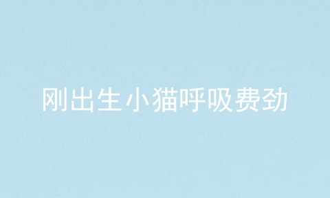 刚出生小猫呼吸费劲