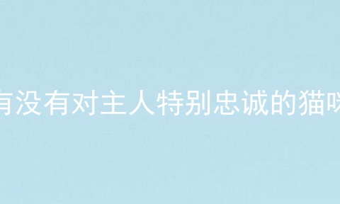 有没有对主人特别忠诚的猫咪