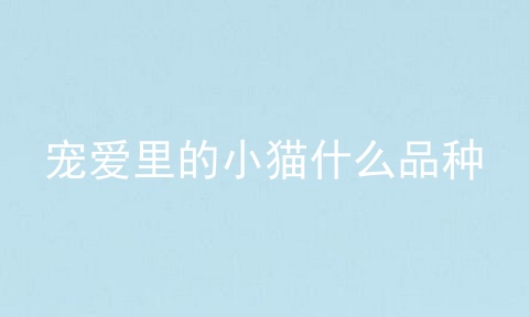宠爱里的小猫什么品种