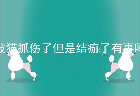 被猫抓伤了但是结痂了有事吗