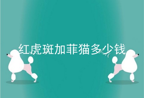 红虎斑加菲猫多少钱