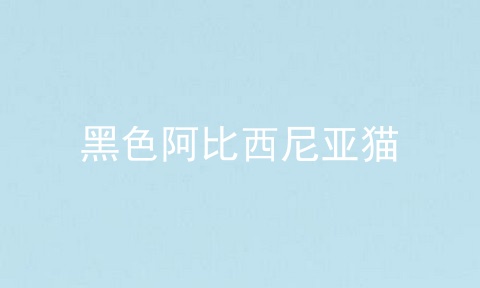 黑色阿比西尼亚猫