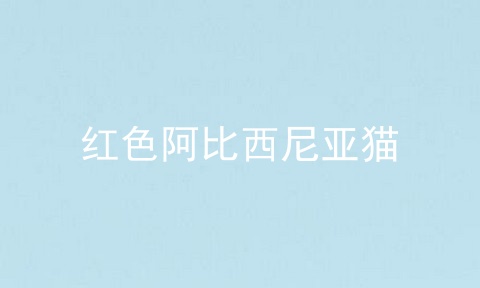 红色阿比西尼亚猫