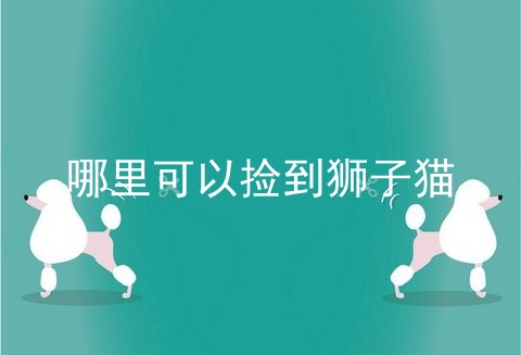 哪里可以捡到狮子猫
