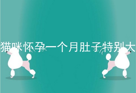 猫咪怀孕一个月肚子特别大