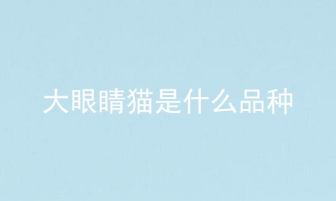 大眼睛猫是什么品种