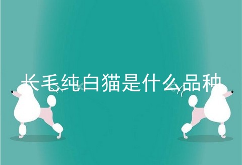 长毛纯白猫是什么品种
