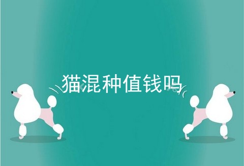 猫混种值钱吗