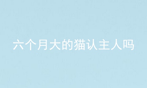 六个月大的猫认主人吗