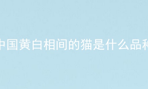 中国黄白相间的猫是什么品种