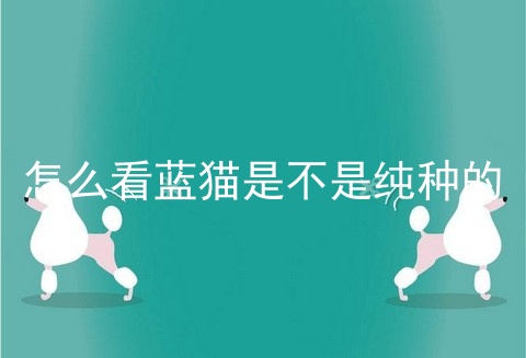 怎么看蓝猫是不是纯种的