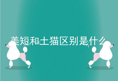 美短和土猫区别是什么