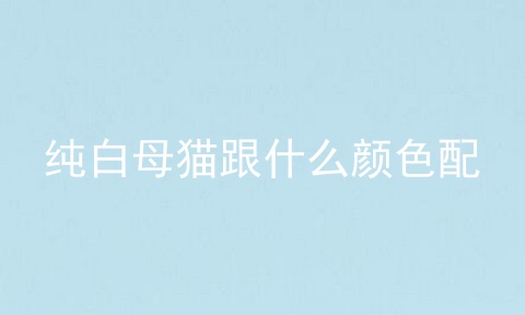 纯白母猫跟什么颜色配