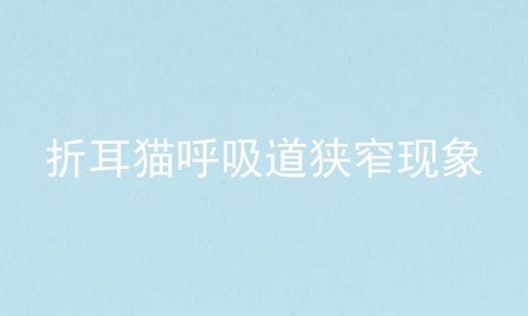 折耳猫呼吸道狭窄现象
