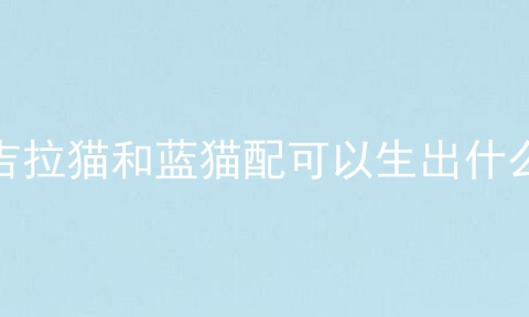 金吉拉猫和蓝猫配可以生出什么猫