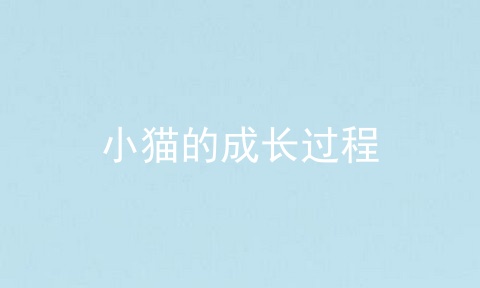 小猫的成长过程