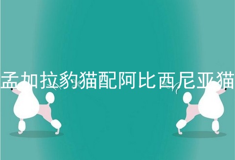 孟加拉豹猫配阿比西尼亚猫