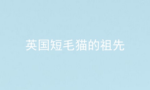 英国短毛猫的祖先