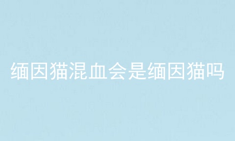 缅因猫混血会是缅因猫吗