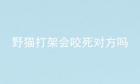 野猫打架会咬死对方吗