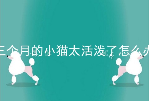 三个月的小猫太活泼了怎么办