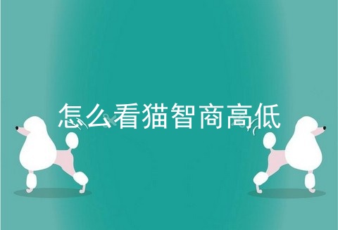 怎么看猫智商高低