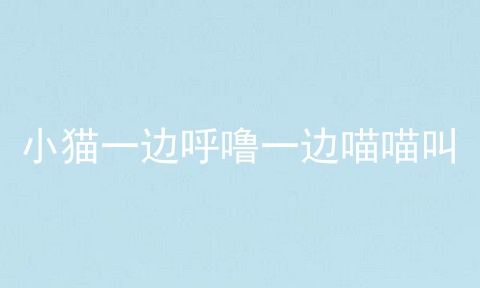 小猫一边呼噜一边喵喵叫