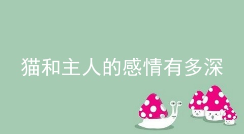 猫和主人的感情有多深