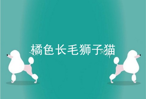 橘色长毛狮子猫