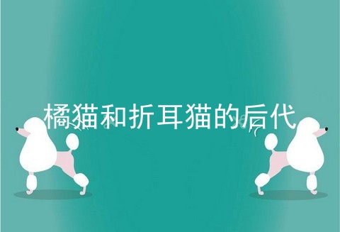 橘猫和折耳猫的后代