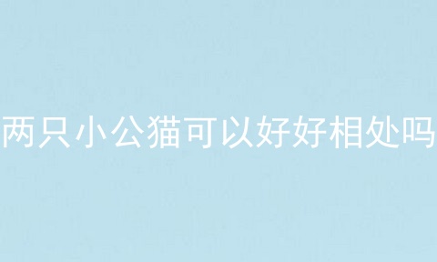 两只小公猫可以好好相处吗