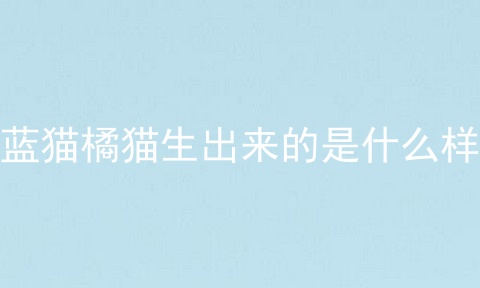 蓝猫橘猫生出来的是什么样