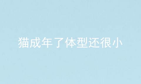猫成年了体型还很小