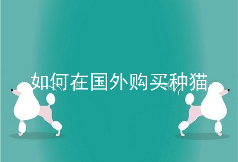 如何在国外购买种猫