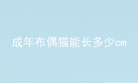 成年布偶猫能长多少cm