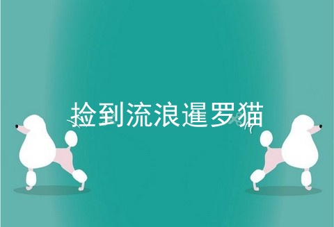 捡到流浪暹罗猫