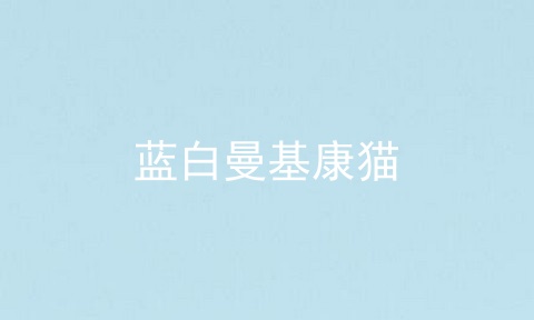 蓝白曼基康猫