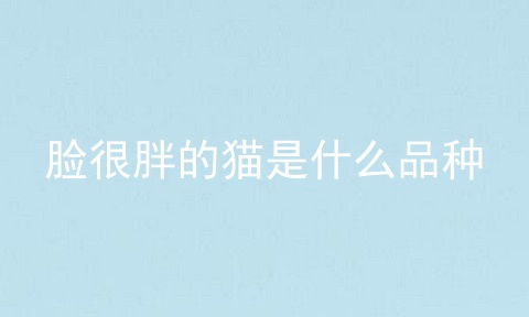 脸很胖的猫是什么品种
