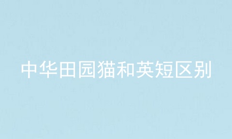 中华田园猫和英短区别