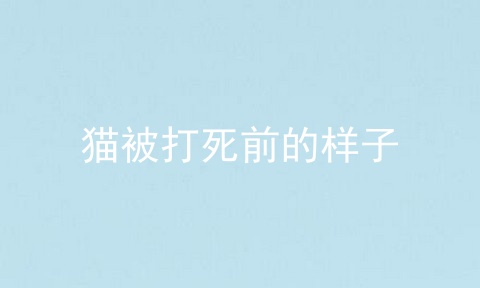 猫被打死前的样子