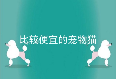 比较便宜的宠物猫