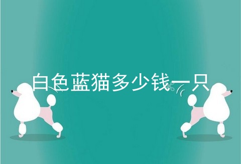 白色蓝猫多少钱一只