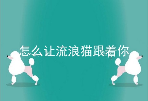 怎么让流浪猫跟着你