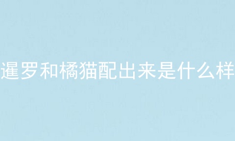 暹罗和橘猫配出来是什么样