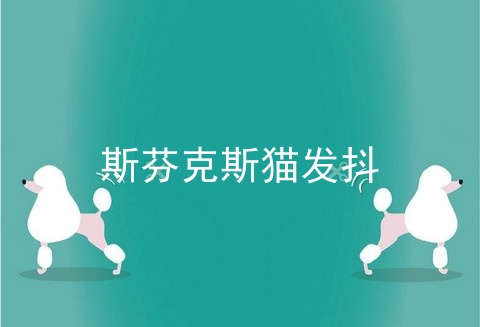 斯芬克斯猫发抖