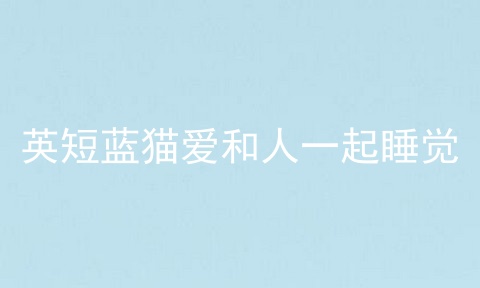 英短蓝猫爱和人一起睡觉
